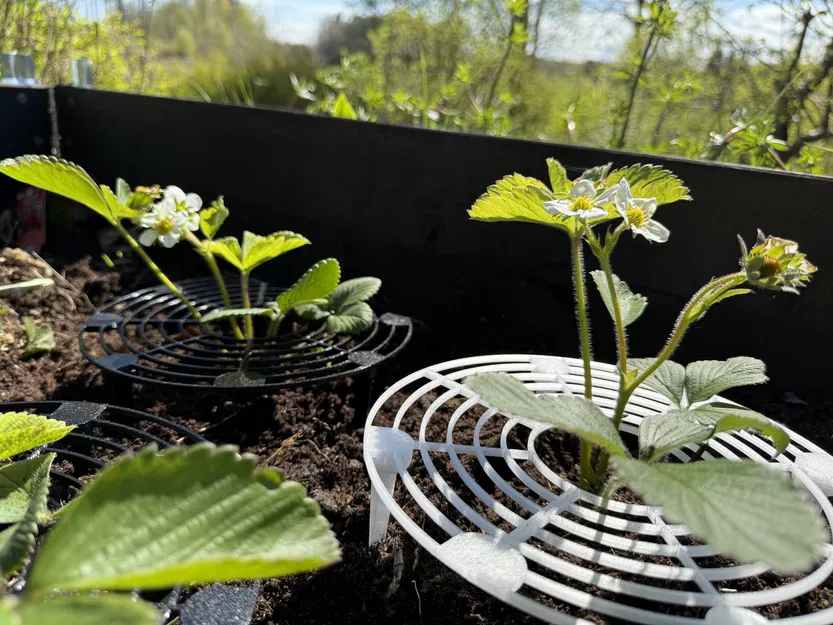 Giá đỡ Dâu Tây - Image 1