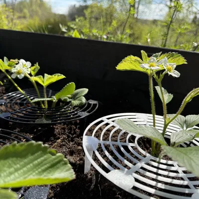 Giá đỡ Dâu Tây