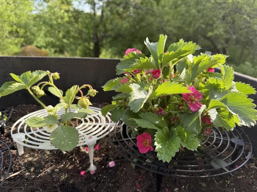 Giá đỡ Dâu Tây - Image 2