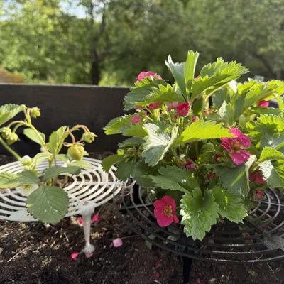 Giá đỡ Dâu Tây