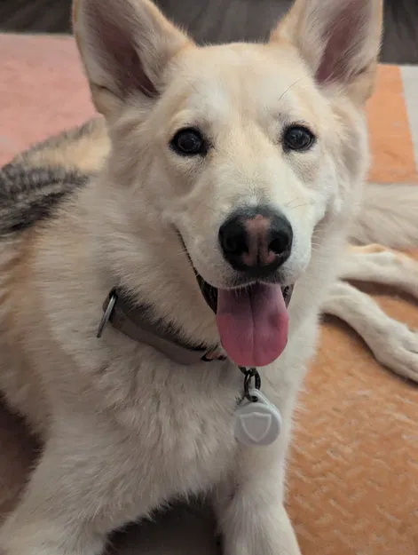 Ốp lưng chống sốc cho Pebblebee Clip - Image 2