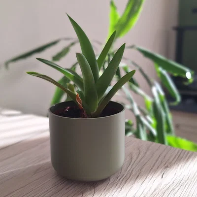 Chậu Cây Tối Giản