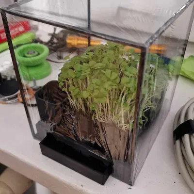 Nhà Kính Đơn Giản