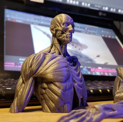 Ecorche - Giải Phẫu Cơ Thể Người