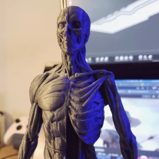 Ecorche - Giải Phẫu Cơ Thể Người - Image 3