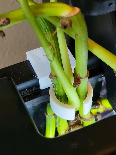 Kẹp Giữ Cây Thủy Sinh Cho Hồ Cá - Image 1