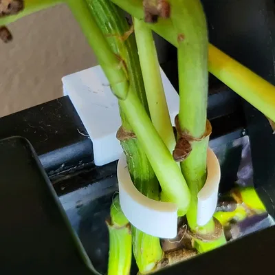 Kẹp Giữ Cây Thủy Sinh Cho Hồ Cá