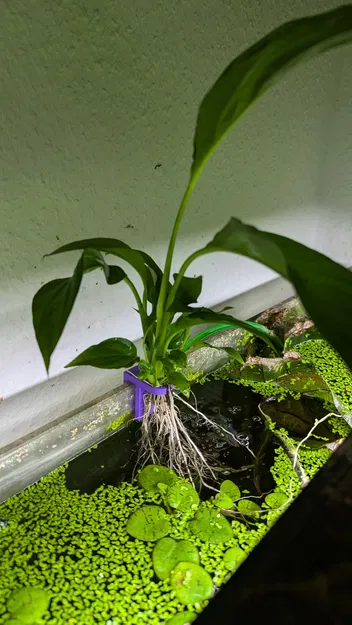 Kẹp Cây Cho Hồ Cá, Nhiều Độ Rộng Kính - Image 1