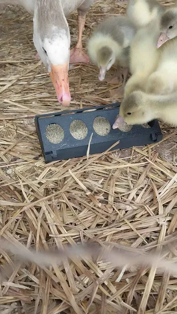 Máng Ăn Cho Gà Con - Image 4