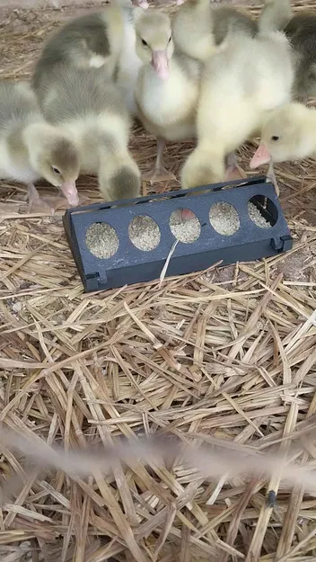 Máng Ăn Cho Gà Con - Image 5