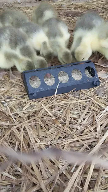 Máng Ăn Cho Gà Con - Image 8