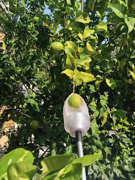 Dụng Cụ Hái Chanh (Và Trái Cây Khác) - Image 8