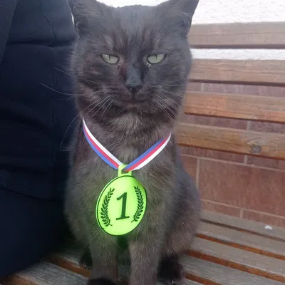 Huy Chương Các Loại