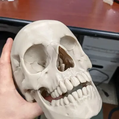 Heo Đất Hình Đầu Lâu Người, Chuẩn Giải Phẫu