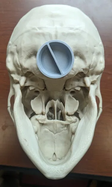 Heo Đất Hình Đầu Lâu Người, Chuẩn Giải Phẫu - Image 3