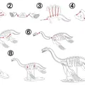 [3Dino Puzzle] Khủng long cổ đại Plesiosaurus - Thumbnail 2
