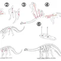 [3Dino Puzzle] Khủng long Brontosaurus (Apatosaurus cổ điển) - Thumbnail 2