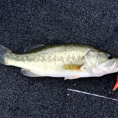 Mồi Câu Crankbait In 3D