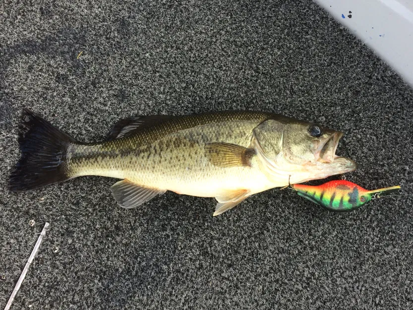 Mồi Câu Crankbait In 3D - Image 5