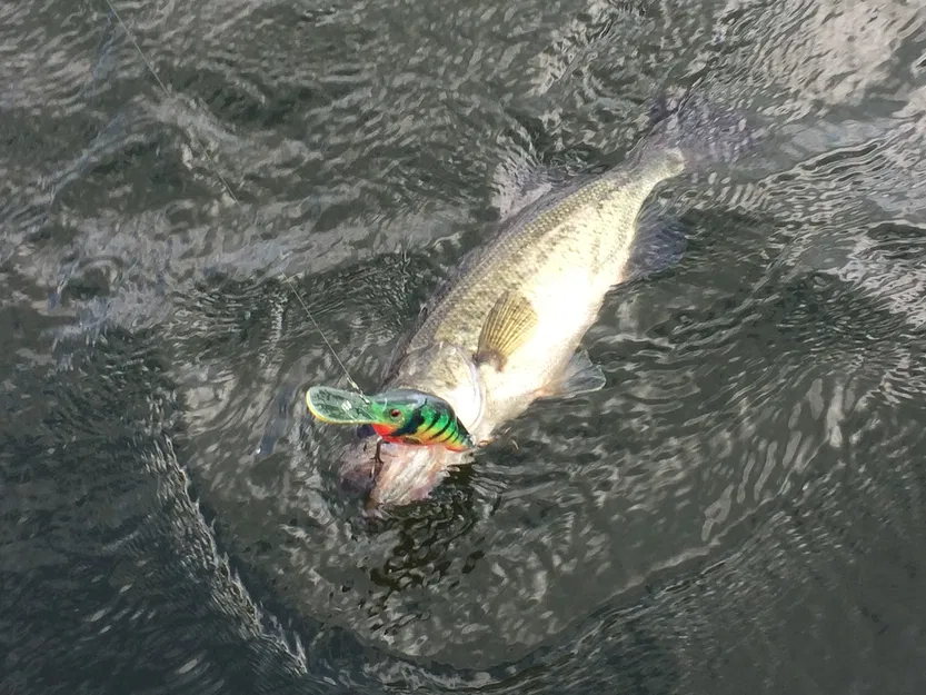 Mồi Câu Crankbait In 3D - Image 6