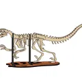 [3Dino Puzzle] Khủng Long Bạo Chúa Velociraptor - Thumbnail 3