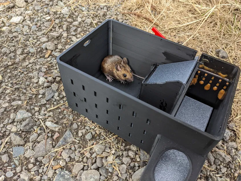 Bẫy chuột bắt nhiều con, có báo hiệu chuột cắn - Image 4