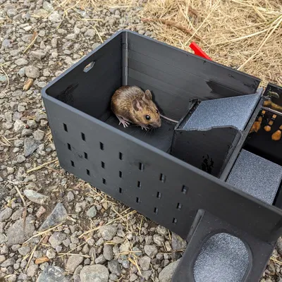 Bẫy chuột bắt nhiều con, có báo hiệu chuột cắn