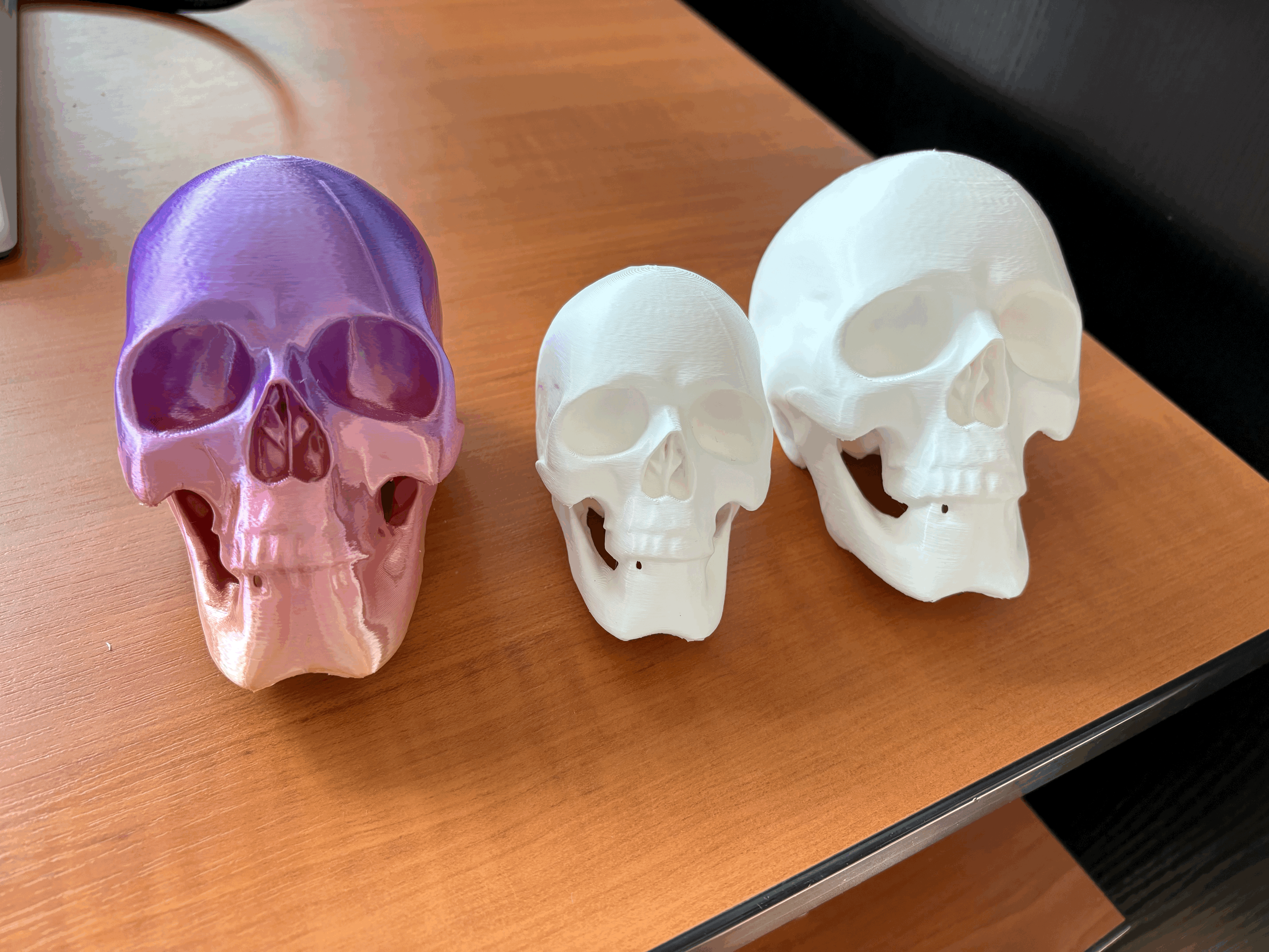 Mô Hình Đầu Lâu - Image 2