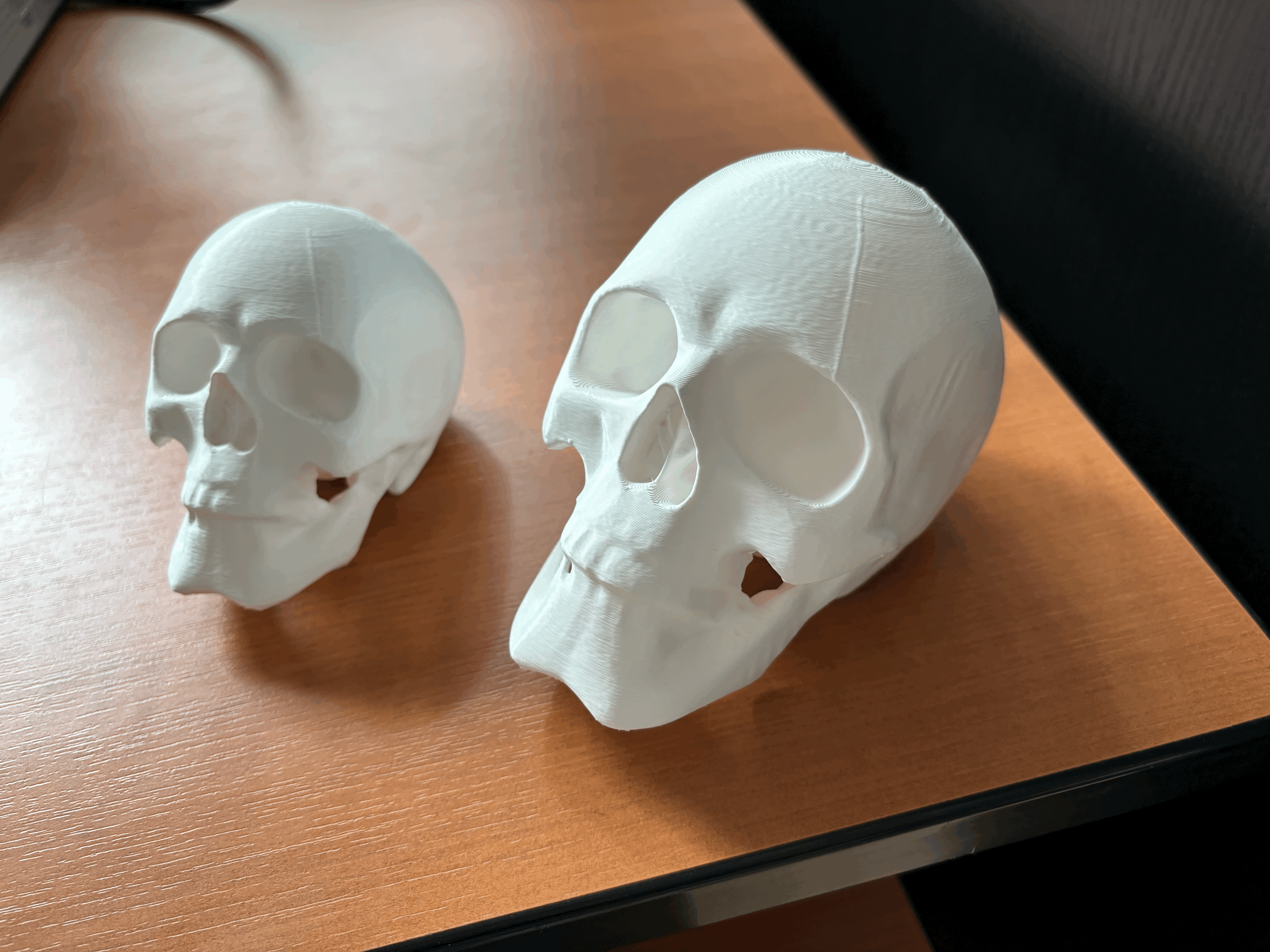 Mô Hình Đầu Lâu - Image 4