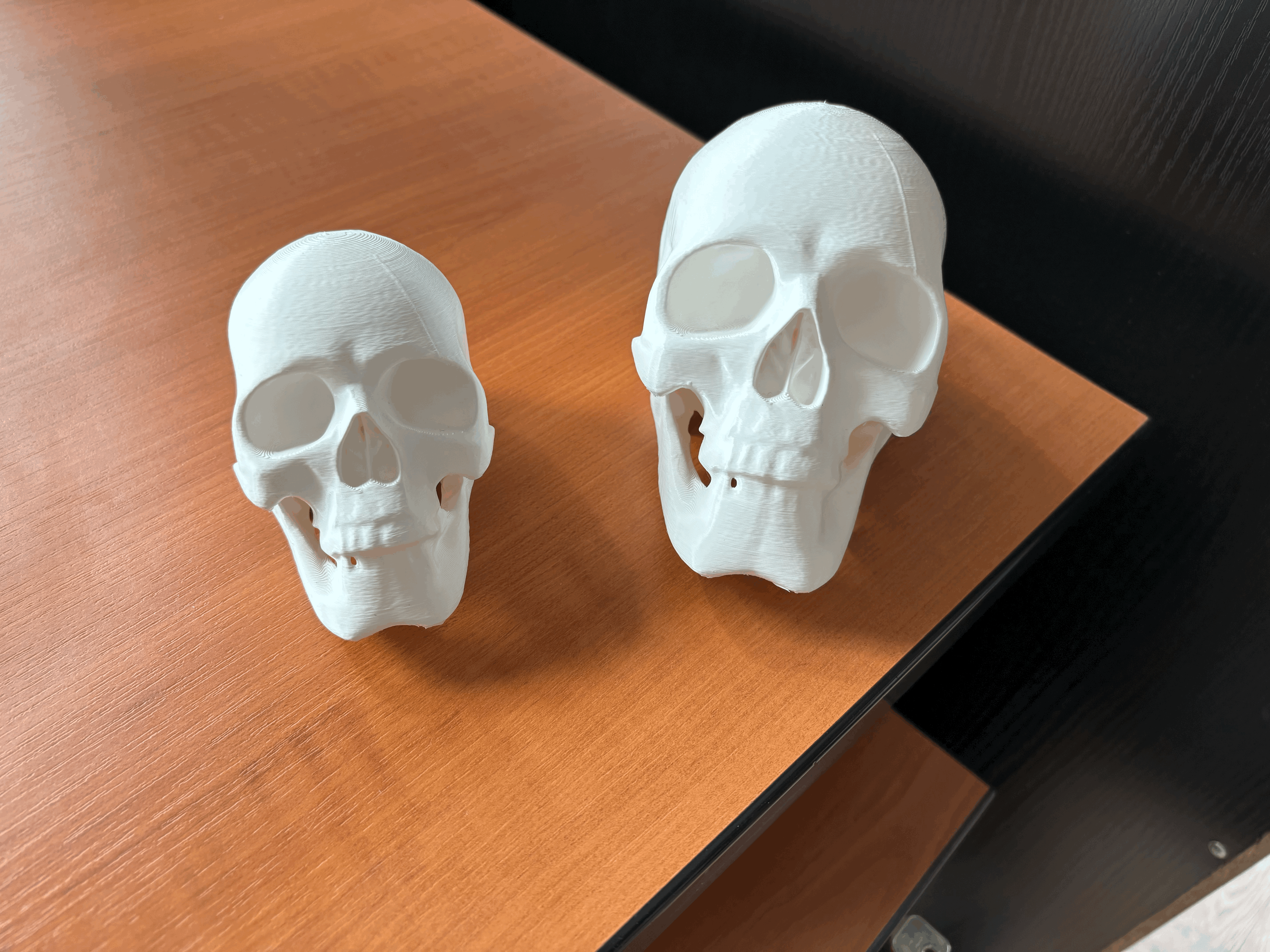 Mô Hình Đầu Lâu - Image 5