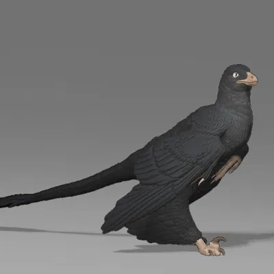 Mô hình Microraptor