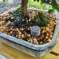 GIỎ PHÂN BÓN BONSAI CÓ REN - Thumbnail 1