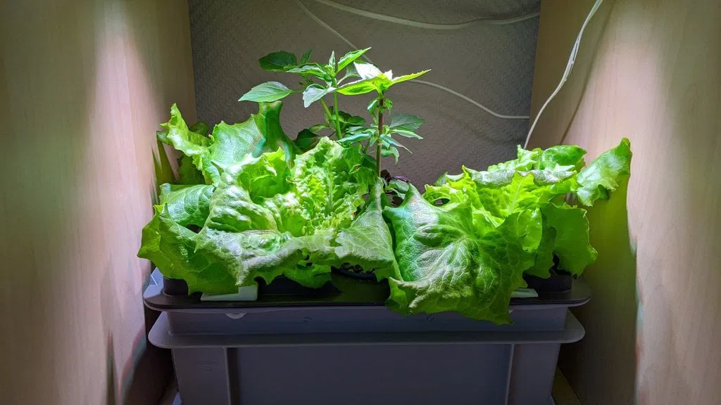 Chậu Thủy Canh RAKO + Nắp - Image 3