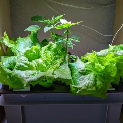 Chậu Thủy Canh RAKO + Nắp