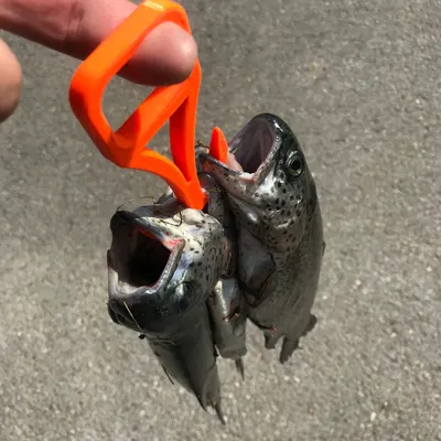 Móc Giữ Cá Câu Được