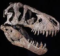 Hộp Sọ Khủng Long Bạo Chúa T-Rex - Image 1