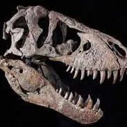 Hộp Sọ Khủng Long Bạo Chúa T-Rex