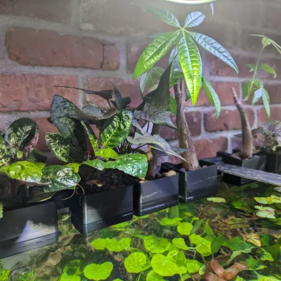 Chậu Trồng Cây Cạn Cho Hồ Thuỷ Sinh