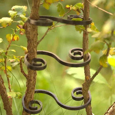 Susi-Clip - Hệ thống kẹp làm vườn cho cây và hỗ trợ tán