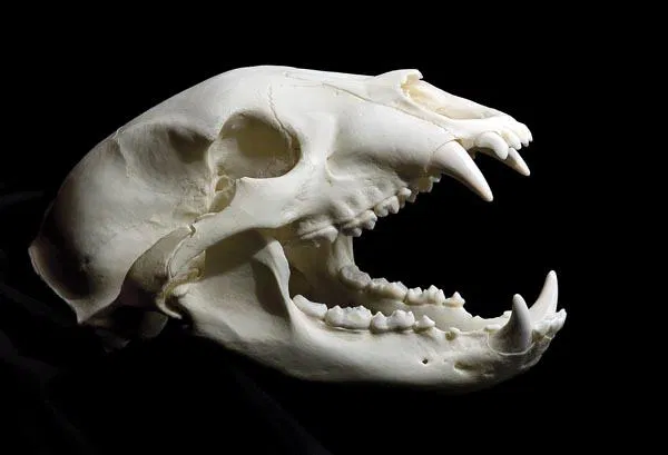 Hộp sọ gấu đen (chất lượng rất cao) - Image 1