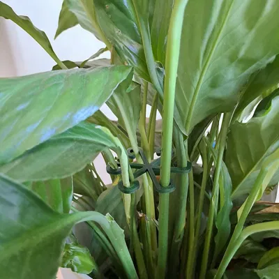 Móc Đỡ Cây Chắc Chắn