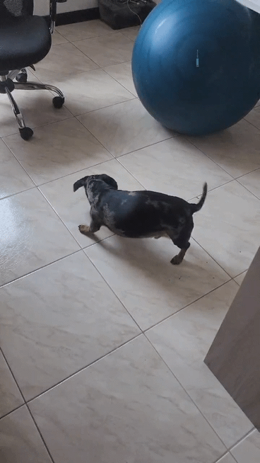 Đồ chơi laser cho mèo & chó - Thumbnail 9