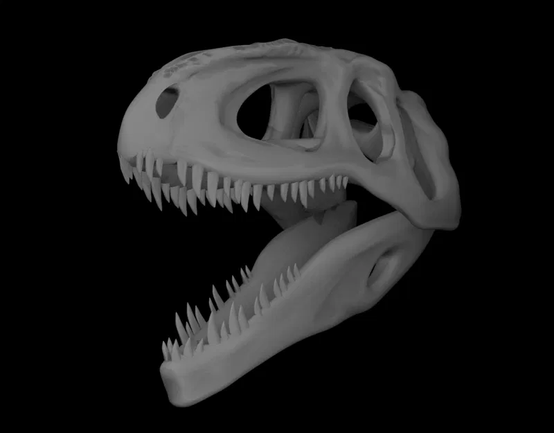 Hộp sọ Giganotosaurus (Làm lại) - Image 5