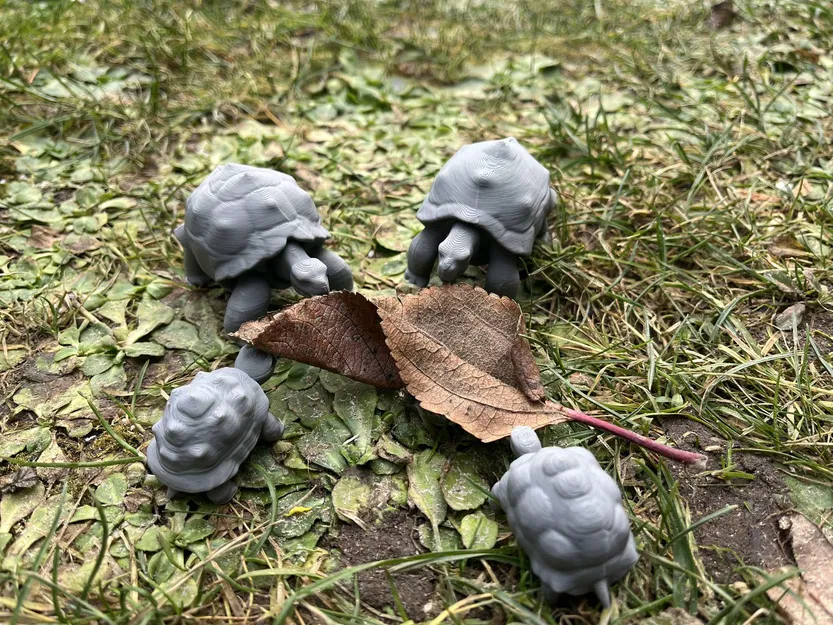 Rùa cạn, Land turtle, želva - Image 1