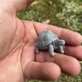Rùa cạn, Land turtle, želva - Thumbnail 3
