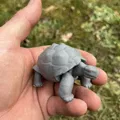 Rùa cạn, Land turtle, želva - Thumbnail 4