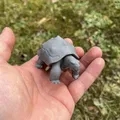 Rùa cạn, Land turtle, želva - Thumbnail 5