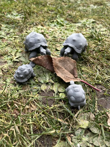 Rùa cạn, Land turtle, želva - Image 6