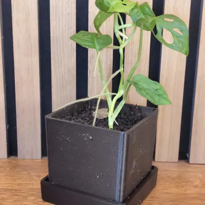 Chậu Cây Ghép Module Kèm Trụ Rêu