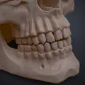 Mô hình 3D Hộp sọ Người Homo Sapiens Sapiens Đúng Giải phẫu - Thumbnail 2